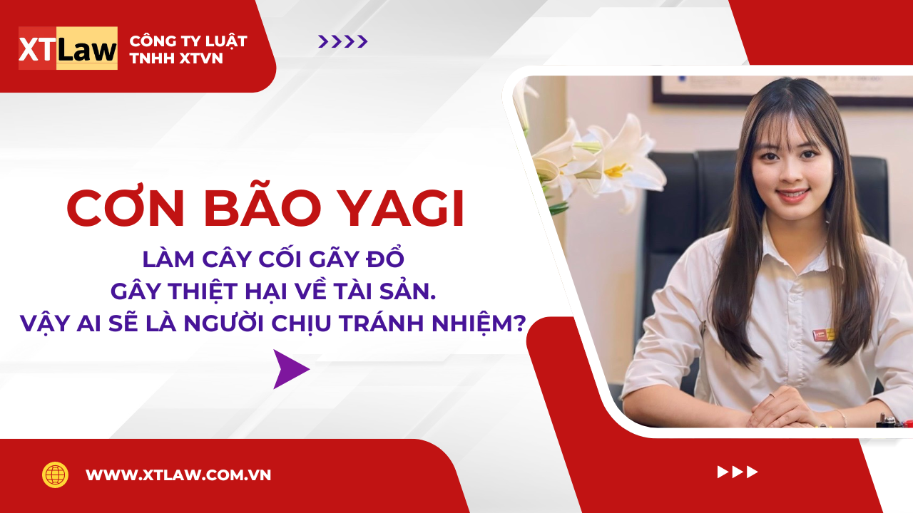 Cơn bão Yagi làm cây cối gãy đổ gây thiệt hại về tài sản. Vậy ai sẽ là người chịu tránh nhiệm?