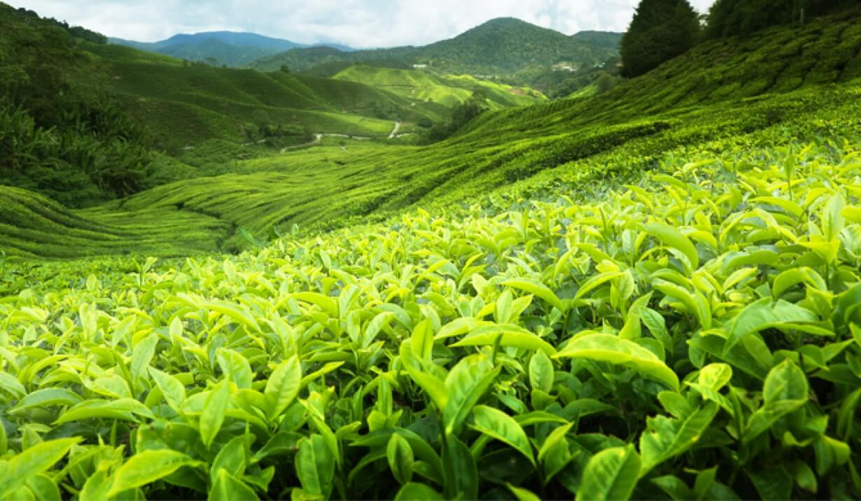 Jimbaz Tea - The Birth of Ceylon Tea